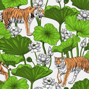 Tigers in the lotus pond on white