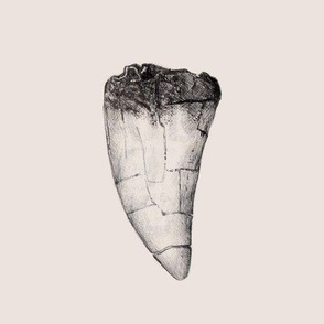 T-Rex Tooth