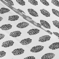 spruce cones in rows - black and white
