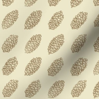 spruce cones in rows - cream and brown