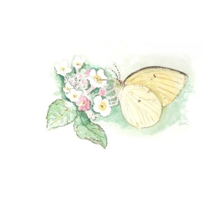 Watercolor Sulphur Butterfly on White for Pillow
