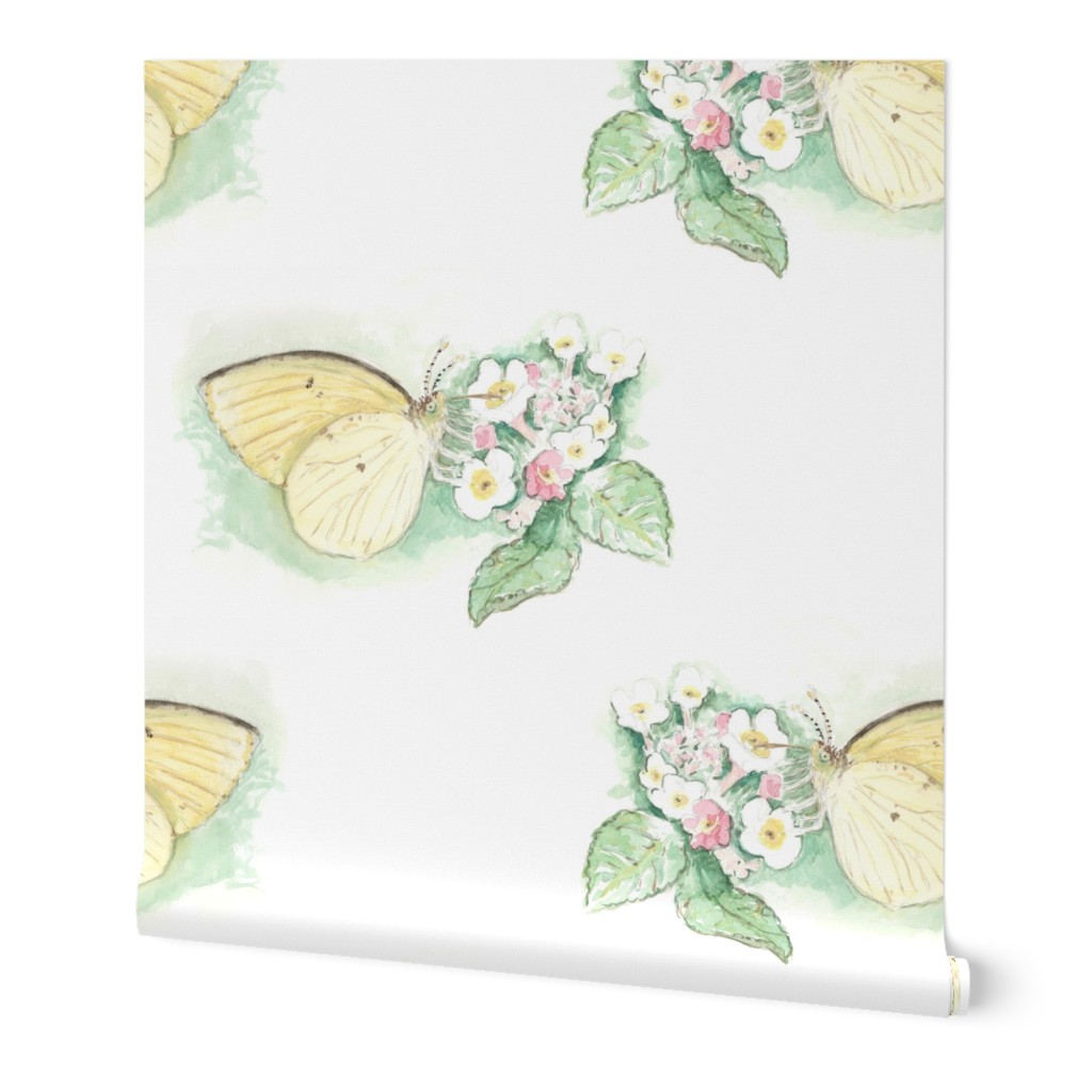 Watercolor Sulphur Butterfly on White
