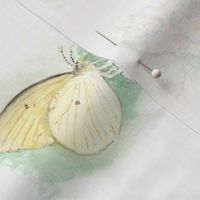 Watercolor Sulphur Butterfly on White