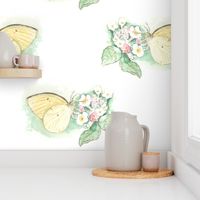 Watercolor Sulphur Butterfly on White