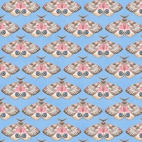 Pink Lady Moths (sky blue) 7"