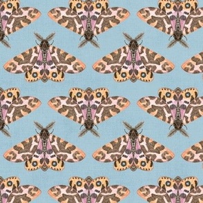 Tiger Moth Chevron (dusty blue) 10"