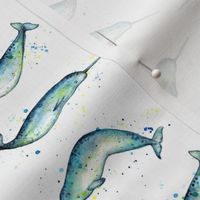 Narwhal whales on white