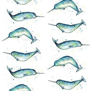 Narwhal whales on white