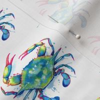 Blue Crab on white