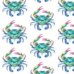 Blue Crab on white