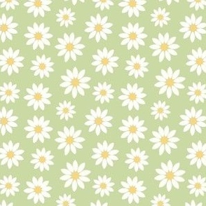 White daisies on green