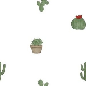 mini cactus [1]
