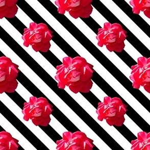 Red roses on black and white stripes