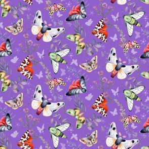 Butterflies and Moths on Lilac