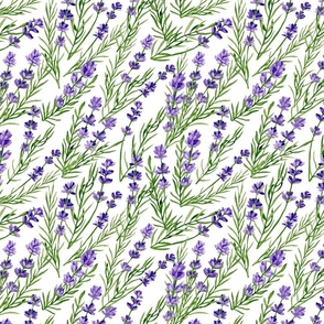 Watercolour hand drawn branches of lavender on a white background.