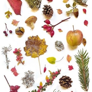 Autumn botanical picture