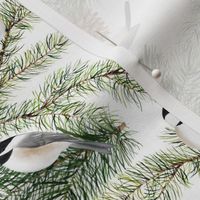 Chickadees and Pine Boughs White