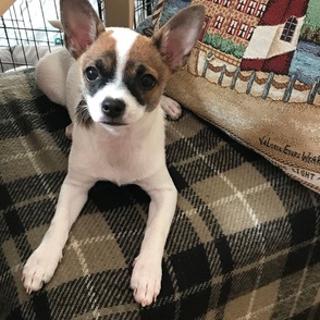 Chihuahua Doggie Jazzy Girl