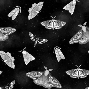 Black and white moths