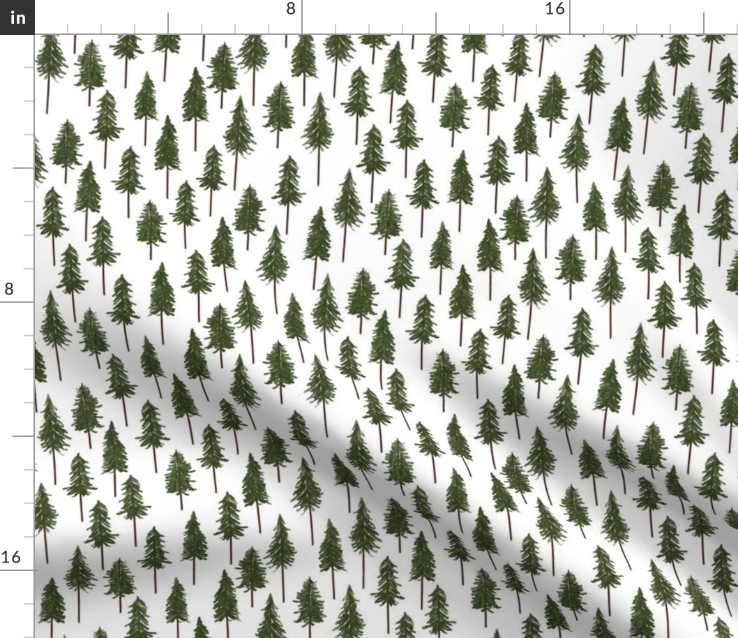 Tall Pine Trees on White