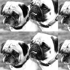 Love pugs