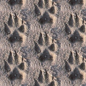wolf track in sand