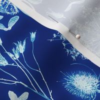 Seed pod cyanotype - small scale