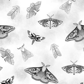 black and white moths