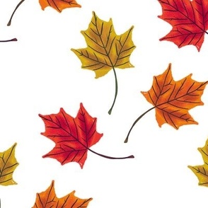 Fall Maple Leaves on white