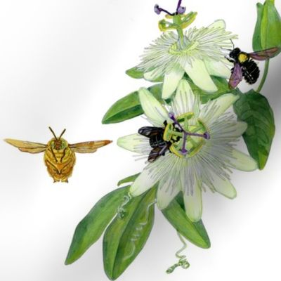 passion flower and carpenter bee