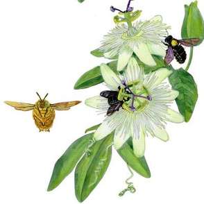 passion flower and carpenter bee