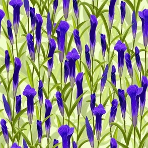 Blue-purple wildflowers