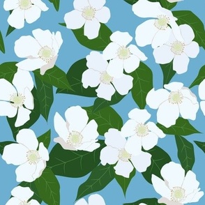 White Flowers in Blue Background