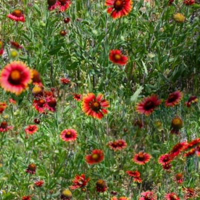 Red Wildflowers of Texas