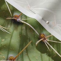 Cactus Close-up