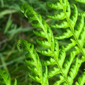 Green Foliage  