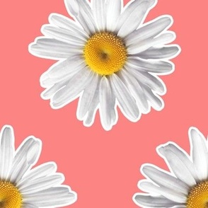 Daisies on Peach Pink - Large