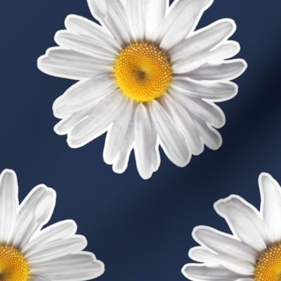 Daisies on Navy - Large