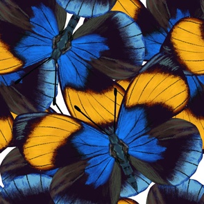 Blue Butterfly Wings Maximalist Insect Nature Jumbo Large