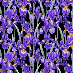 irises blue