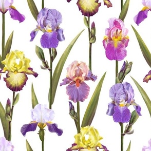 Classic Irises