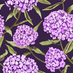 Purple Phloxes