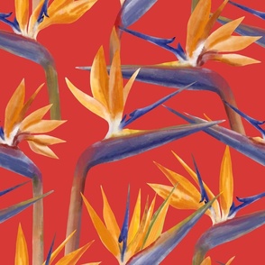 Bird of Paradise Flowers on Red