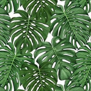 Tropical Leaves