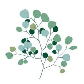 green eucalyptus herb