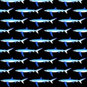 Blue Shark on black sm