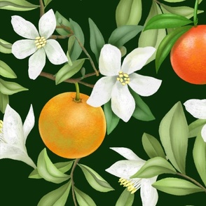 Orange Grove - Evergreen Large Print