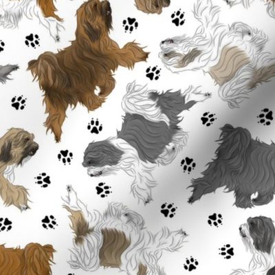 Trotting assorted Tibetan Terriers and paw prints - white