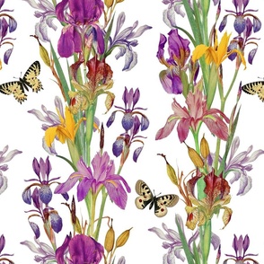 iris flowers and butterflies