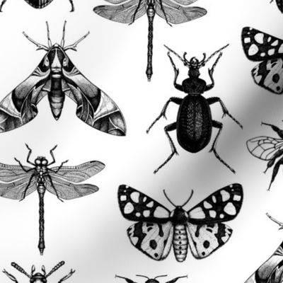 Hand-sketched insects 